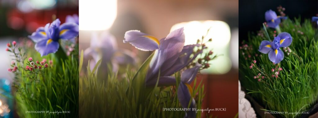 flowers 3 {photography by jacquelynn buck}
