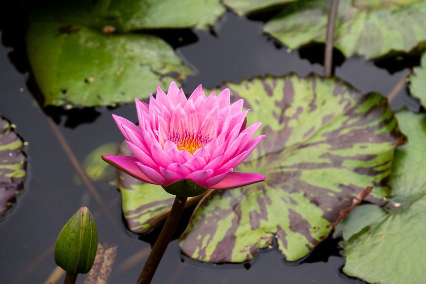 pink water lily in st louis missouri