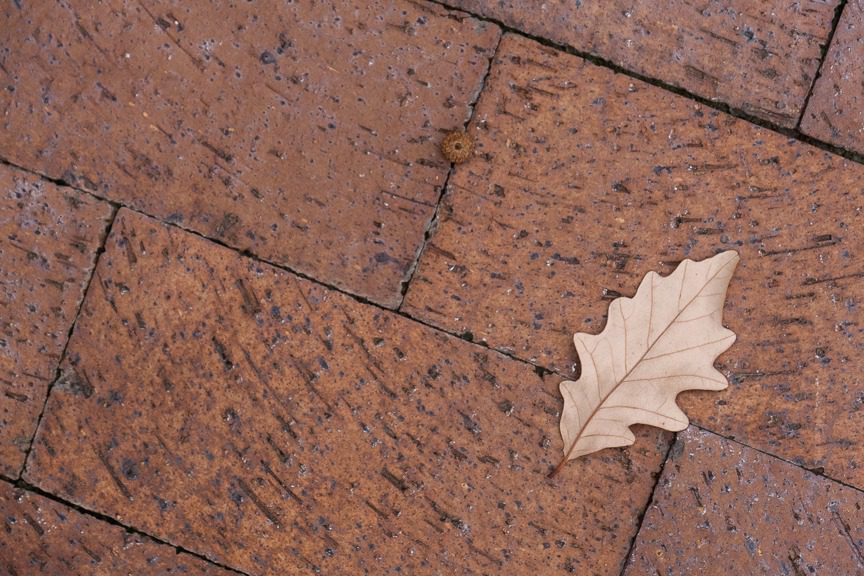 brown fall leaf in hermann missouri 