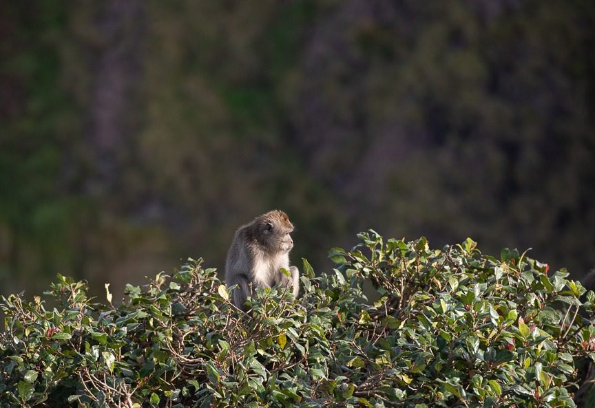 mountain monkey at the top of Mt. Batur