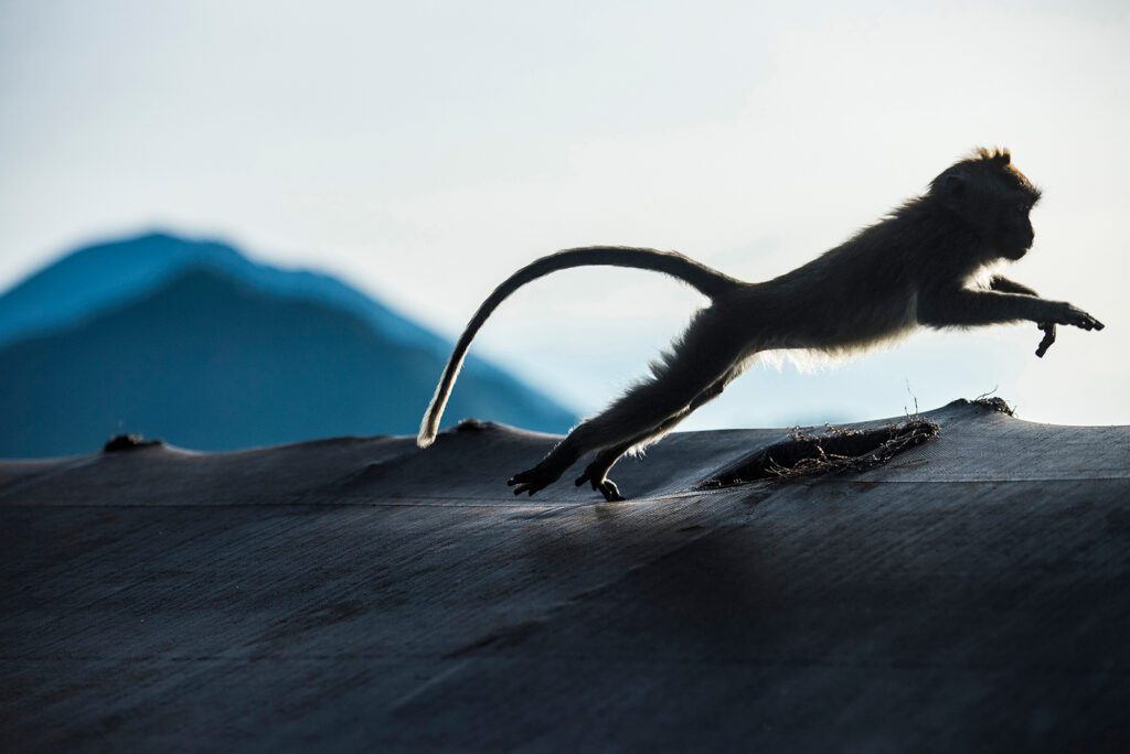 leaping monkey in silhouette at the top of Mt. Batur 