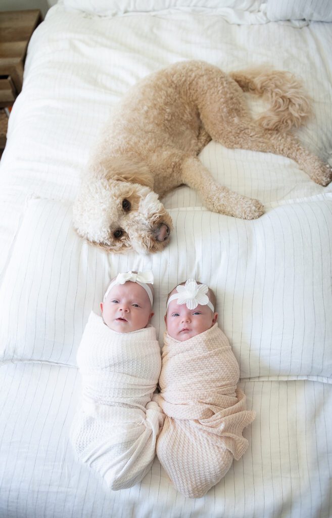 twin newborn photography session Tucson with a doodle