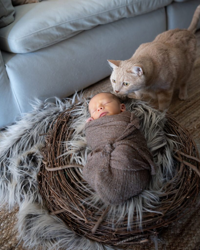 can my cat be in my Tucson newborn photography session